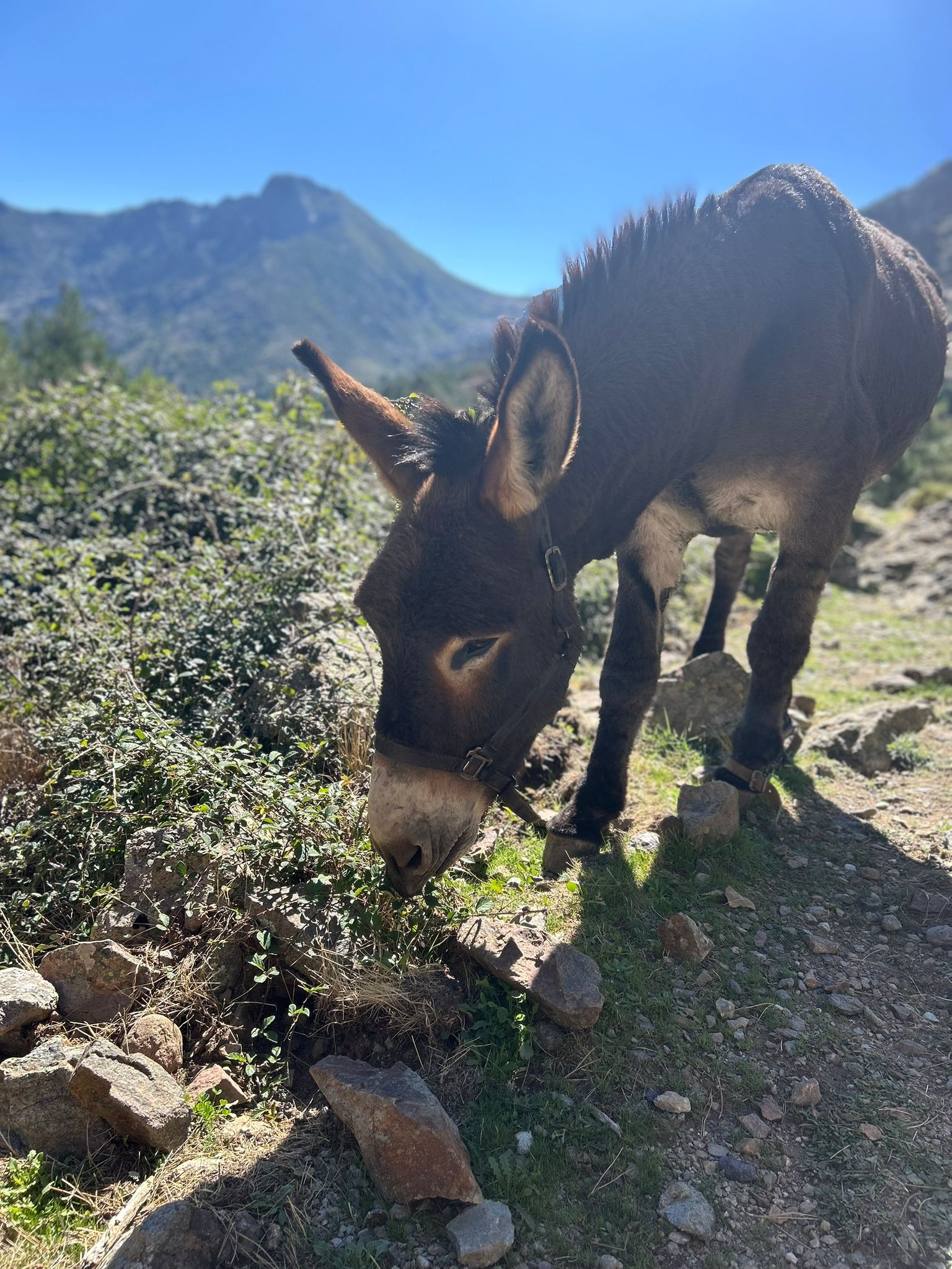 Voyage en van sur handbelles.fr avec Axelle Florentin et Valentin Clauss. GR20 Corse<br />
